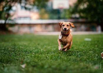 Petlove