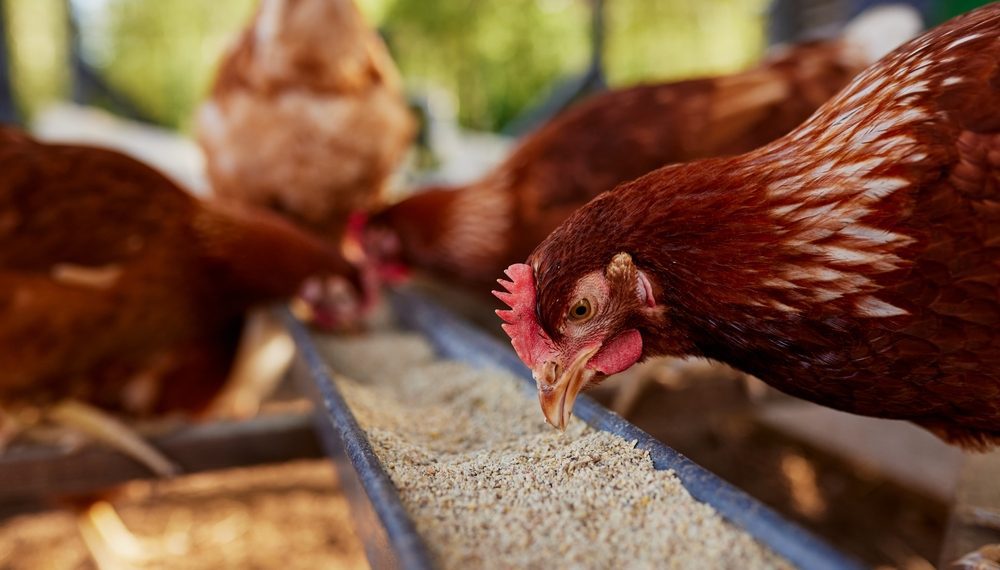 Certificado digital para exportação de carne de frango para UE entra em vigor