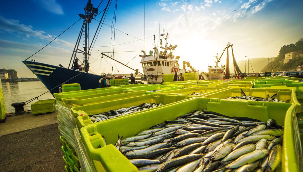 Frescatto e Prime Seafood concretizam maior fusão da história do setor de pescados no Brasil