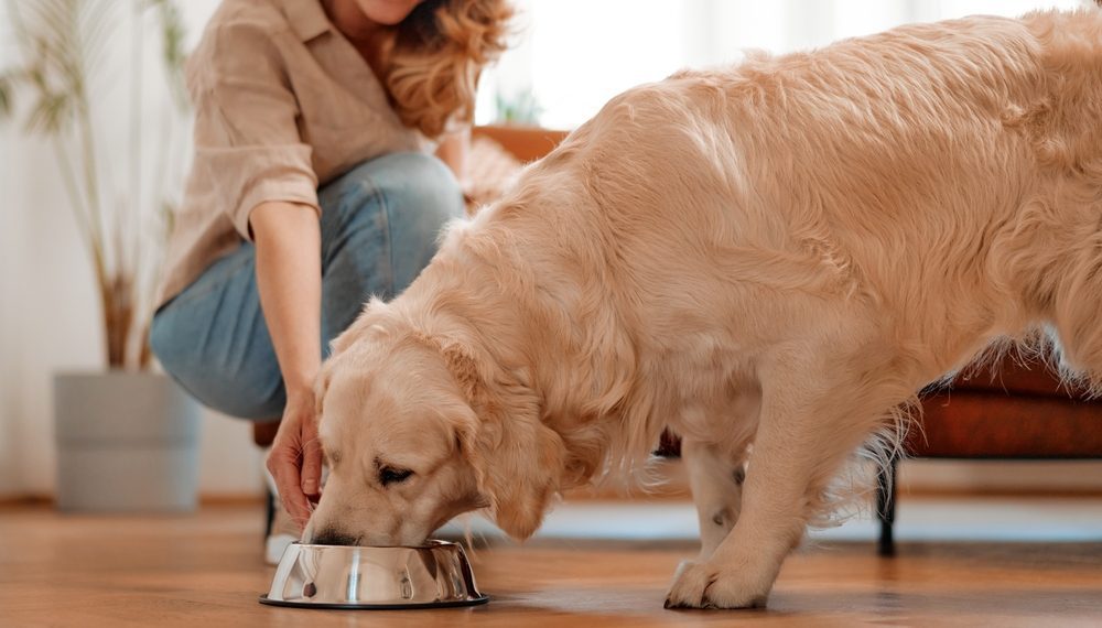 Os animais de estimação têm ganhado mais espaços nos lares brasileiros e, muitas vezes, são considerados como filhos ou membro da família. Essa tendência tem estimulado o mercado pet. Segundo uma pesquisa realizada pela fintech Koin, 56,4% dos tutores gastam mais de R$ 200 por mês com seus animais de estimação; 29,2% desembolsam entre R$ 100 e R$ 200; 9% ficam na faixa de R$ 50 a R$ 100; e apenas 5,4% gastam menos de R$ 50 por mês. A ração foi apontada por 70% como o principal gasto, seguida por medicamentos (6,9%) e produtos de higiene, como shampoo e escova (5,9%). A frequência de visitas ao veterinário é um dos temas que mostrou maior equilíbrio, de acordo com a pesquisa: 44,6% disseram levar seus pets somente uma vez ao ano ao veterinário; 26,7% levam semestralmente; e 15,8% a cada três meses. Os outros 12,9% responderam que levam pontualmente para algum procedimento ou quando necessário. Poucos tutores investiram em planos de saúde específicos para pets: 83,7% dos entrevistados afirmaram que não possuem convênio médico para os bichos. O estudo apontou ainda que 54,5% dos tutores preferem pagar as despesas à vista, enquanto 26,2% parcelam em até duas vezes (26,2%). A divisão do pagamento em até cinco vezes (15,3%) e em mais de cinco vezes (4%) é menos comum. Opções de pagamento parcelado como cartão de crédito, Pix e boleto parcelados, são a preferência de 56,5% dos respondentes da pesquisa. Além disso, as pessoas relataram preferir usar o cartão de crédito (52%), débito (17,8%) e o Pix (17,3%), seguidos pelo dinheiro (8,4%). “Hoje, há uma série de possibilidades de meios de pagamentos dentro do que chamamos de ‘compre agora, pague depois’, o BNPL, que ajudam muito a aliviar as despesas, especialmente em situações de imprevistos, que podem acontecer. Aí, é possível recorrer ao pix parcelado ou boleto parcelado, por exemplo, sempre com responsabilidade”, afirma Juana Angelim, COO da Koin. Pets trazem felicidade e reduzem o stress Segundo a pesquisa da Koin, os pets são muito importantes para a saúde mental dos tutores: 94,6% dos entrevistados acreditam que seus animais de estimação os ajudam a reduzir o estresse, e 97,5% acreditam que ter um pet traz felicidade. A A presença dos pets reflete também na hora de escolher os produtos do dia a dia: a maioria dos tutores (73,3%) declarou ter preferência por produtos de empresas que apoiam a causa animal.