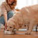 Especial Dog, Origens e Royal Canin lideram tendência de alimentação saudável para pets