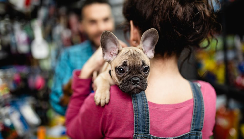 Nestlé Purina seleciona startup brasileira para seu programa de inovação no setor pet