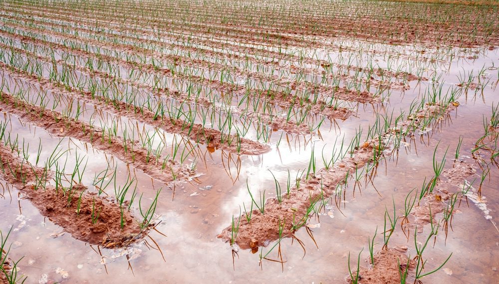 Ministério da Agricultura institui Programa Emergencial de Reconstrução do agro do RS