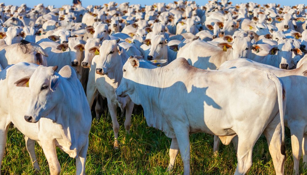 Brasil exporta 240.622 toneladas de carne bovina em maio e tem 2º mês seguido de recorde