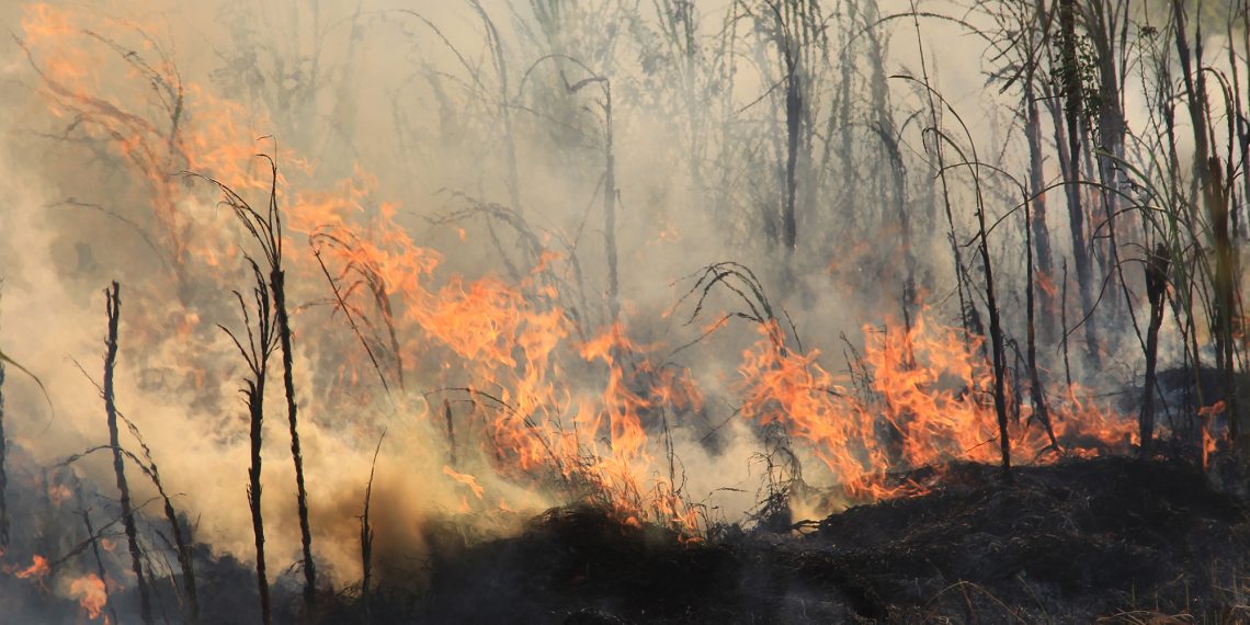 Prejuízo com incêndios em SP pode chegar a R$ 350 milhões para produtores de cana