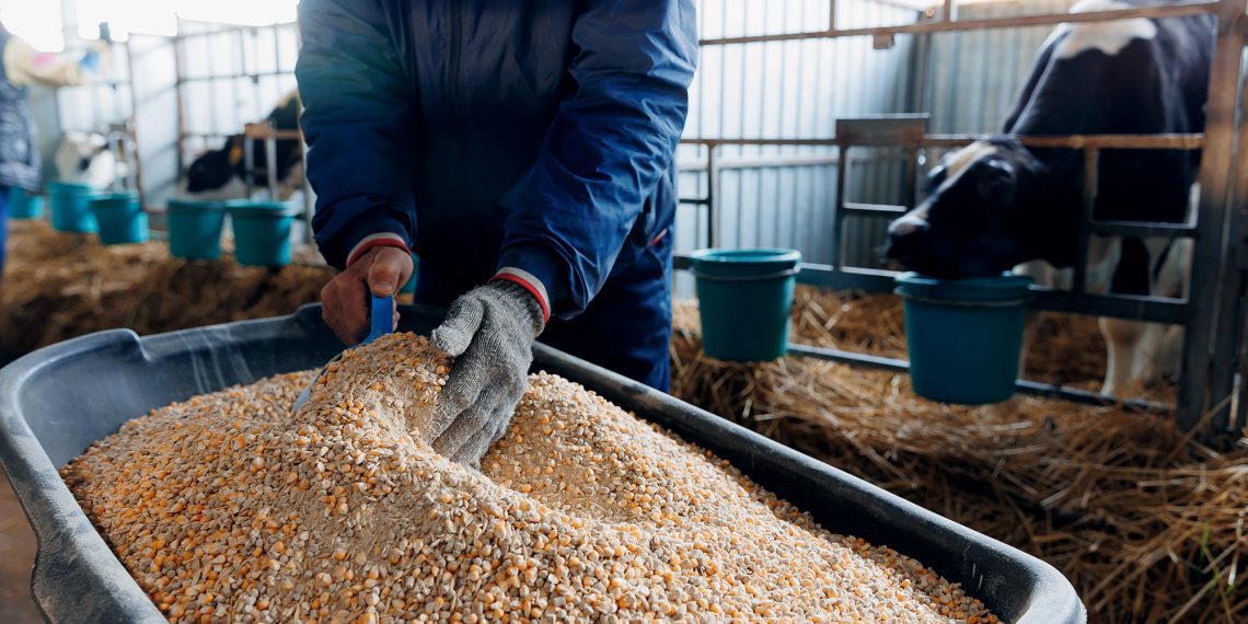 Valor Bruto da Produção agropecuária deve recuar 3,2% neste ano, para R$ 1,2 trilhão