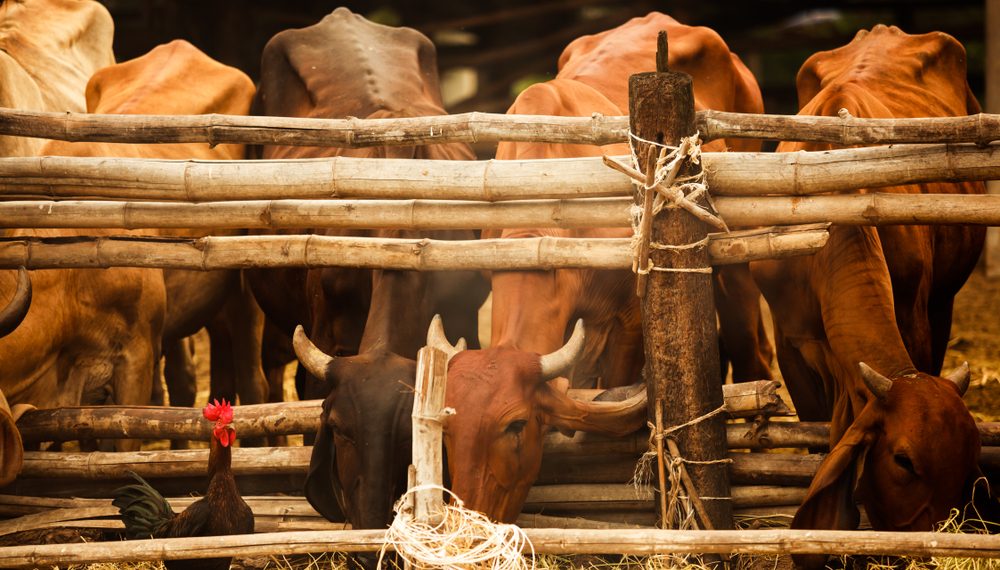 Brasil bate recorde de exportação de carne bovina e de frango em 2024