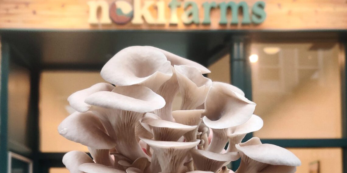 Noki Farms chama a atenção com produtos do campo em shopping center