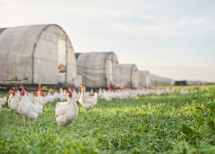 China suspende habilitação de 51 frigoríficos de frango brasileiros após caso de gripe aviária