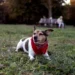 Roda Rico recebe evento da MSD com experiências para pets e lançamento do Bravecto