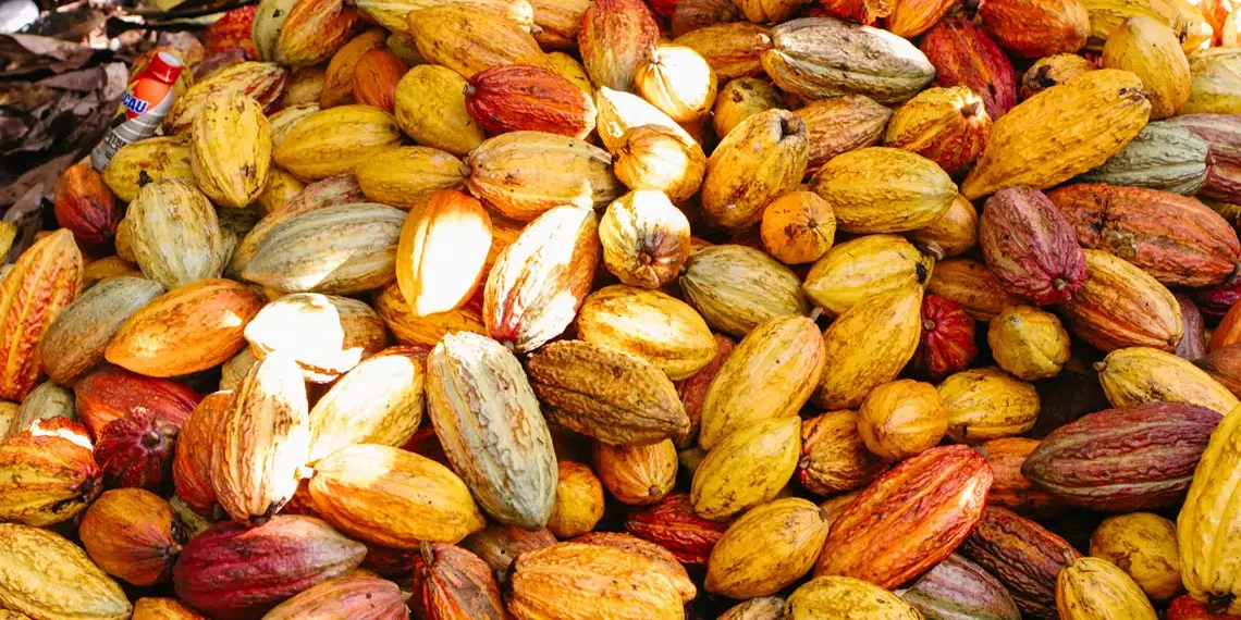 ESG: Como fazendas parcerias produzem o cacau sustentável da Nestlé