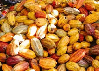 ESG: Como fazendas parcerias produzem o cacau sustentável da Nestlé