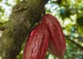 ESG: Como fazendas parcerias produzem o cacau sustentável da Nestlé