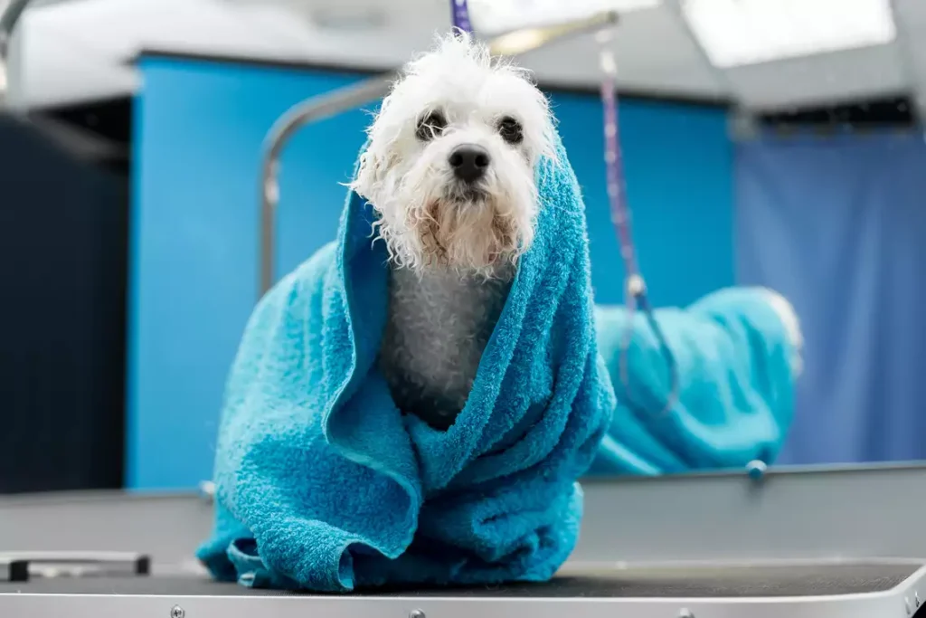 Petlove lança assinatura de serviços de hospedagem e banho
