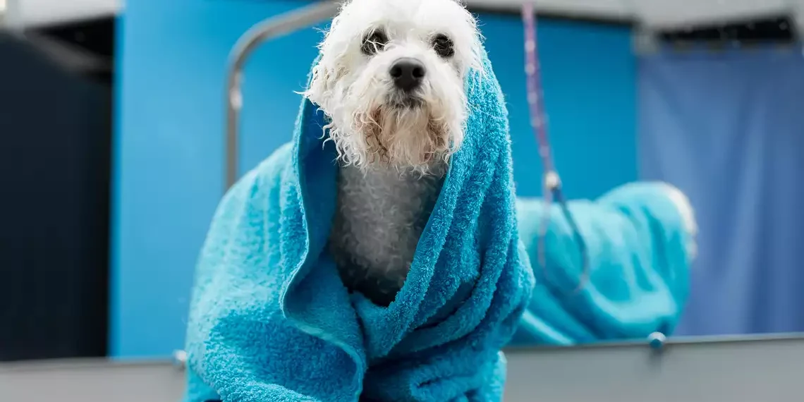 Petlove lança assinatura de serviços de hospedagem e banho