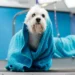 Petlove lança assinatura de serviços de hospedagem e banho