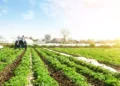 Planalto confirma Plano Safra 2025/26 de R$ 516,2 bi para agricultura empresarial