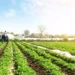 Planalto confirma Plano Safra 2025/26 de R$ 516,2 bi para agricultura empresarial