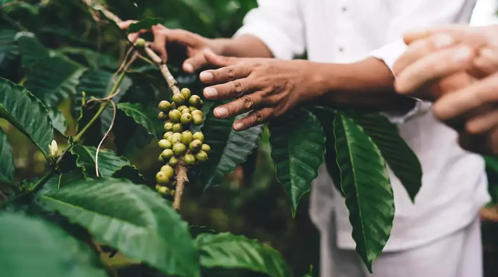 Países árabes querem comprar mais produtos do agro do Brasil em alternativa aos EUA