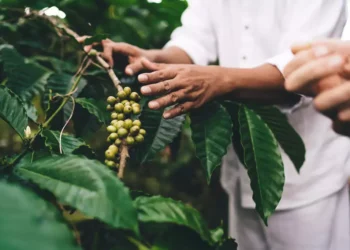 Países árabes querem comprar mais produtos do agro do Brasil em alternativa aos EUA