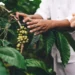 Países árabes querem comprar mais produtos do agro do Brasil em alternativa aos EUA