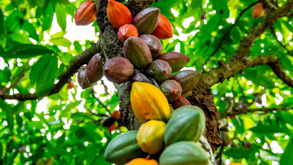 Com nova fábrica, Dengo escala apoio a produtores de cacau da BA e caminha para o lucro