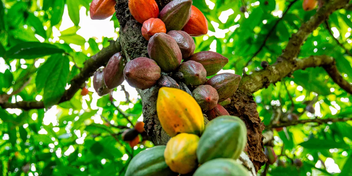 Com nova fábrica, Dengo escala apoio a produtores de cacau da BA e caminha para o lucro