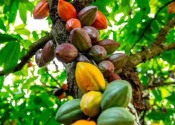 Com nova fábrica, Dengo escala apoio a produtores de cacau da BA e caminha para o lucro