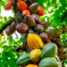 Com nova fábrica, Dengo escala apoio a produtores de cacau da BA e caminha para o lucro