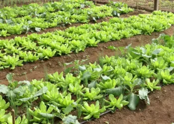 Crise climática ameaça cultivo de alface em campo aberto