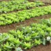 Crise climática ameaça cultivo de alface em campo aberto