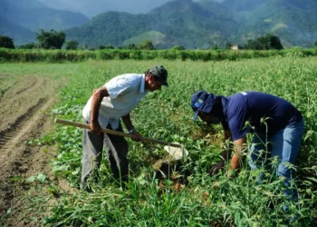 Banco do Brasil renegociou R$ 1,8 bilhão de dívidas de produtores rurais do RS