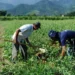 Banco do Brasil renegociou R$ 1,8 bilhão de dívidas de produtores rurais do RS