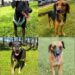 FedEx, ONG Cão Sem Dono e Tietê Plaza Shopping promovem feira de adoção de cães