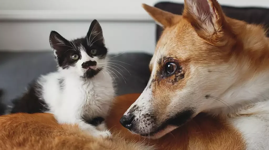 Casas Bahia e Mapfre incluem cobertura para pets em programa de proteção familiar