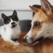 Casas Bahia e Mapfre incluem cobertura para pets em programa de proteção familiar