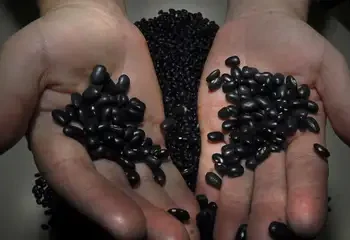 Emirados Árabes Unidos e Líbano abrem mercados para codornas e feijão preto do Brasil