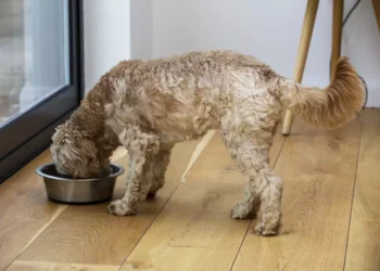 Cobasi amplia portfólio de marca própria com ração para cães idosos