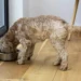 Cobasi amplia portfólio de marca própria com ração para cães idosos