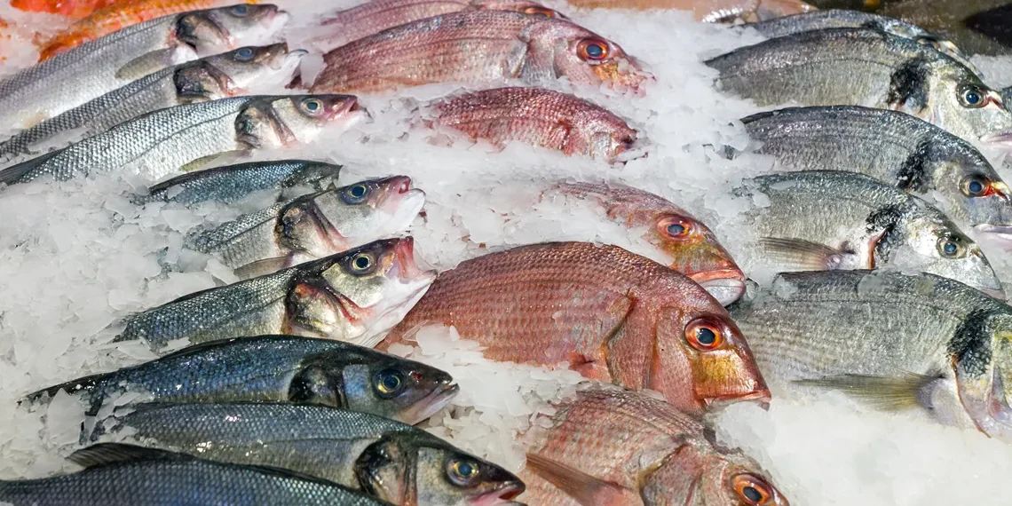 Exportação de pescados do Brasil deve somar US$ 600 mi após alívio tarifário dos EUA