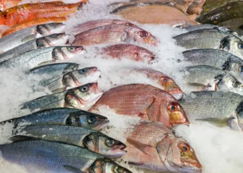 Exportação de pescados do Brasil deve somar US$ 600 mi após alívio tarifário dos EUA