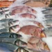 Exportação de pescados do Brasil deve somar US$ 600 mi após alívio tarifário dos EUA