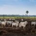 Abate de bovinos, frango e suínos foi recorde no Brasil em 2025, aponta IBGE