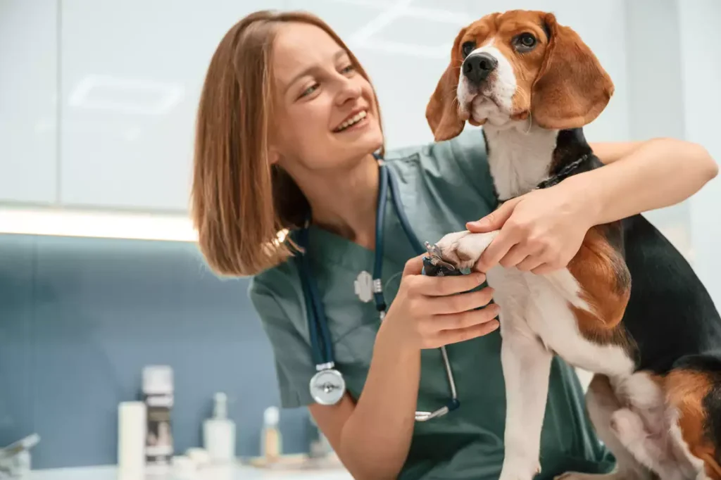 Petlove lança Vetlove, plataforma voltada ao desenvolvimento e bem-estar dos médicos-veterinários