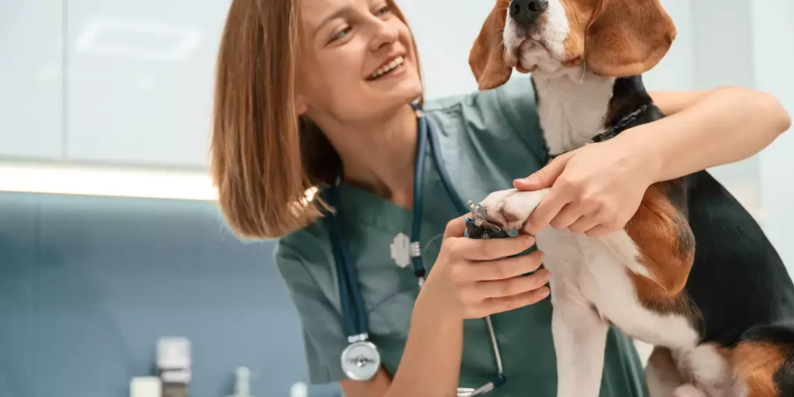 Petlove lança Vetlove, plataforma voltada ao desenvolvimento e bem-estar dos médicos-veterinários