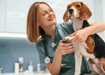 Petlove lança Vetlove, plataforma voltada ao desenvolvimento e bem-estar dos médicos-veterinários