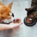 Cobasi realiza ação de adoção de cães e gatos com entrega de brindes neste sábado