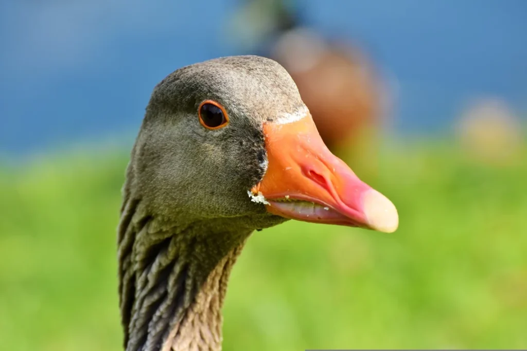 Brasil proíbe produção e comercialização de foie gras