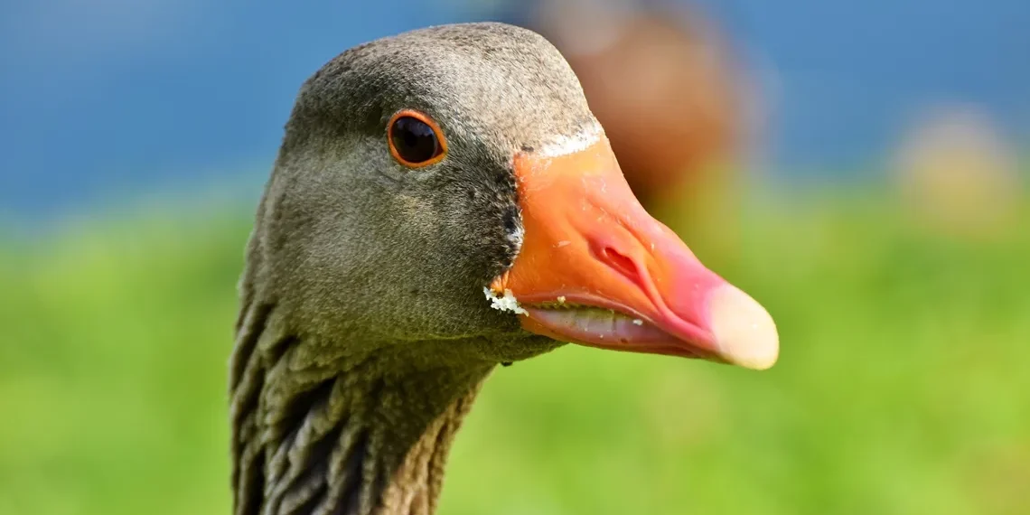 Brasil proíbe produção e comercialização de foie gras