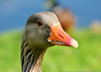 Brasil proíbe produção e comercialização de foie gras